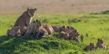 Kenya 8 Days 7 Nights 